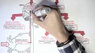 Neurology  Divisions of the Nervous System [upl. by Fagan]